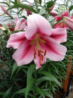 [5175 Dolce and Gabbana No01.JPG]